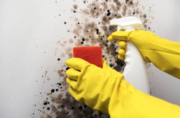 Mold Removal and Inspection in Grove City, FL